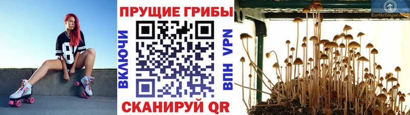 Псилоцибиновые грибы Psilocybe Оха